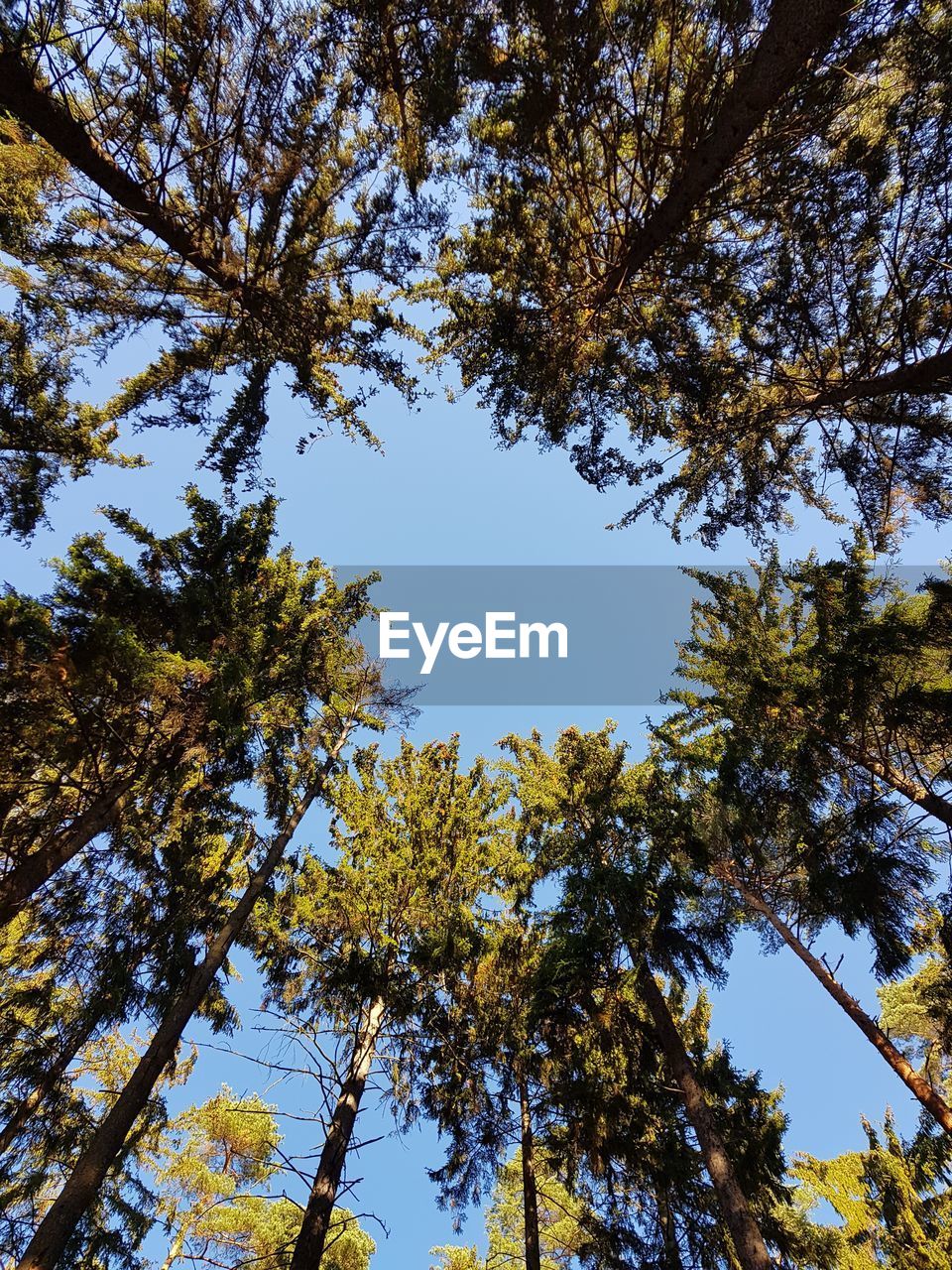 Low angle view of trees against clear sky