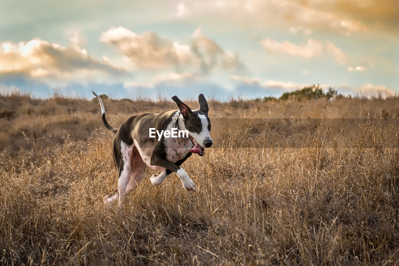 A great dane dog gallops through an open field at sunset.