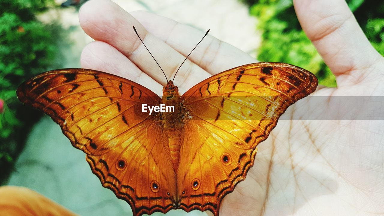 Close-up of butterfly perching on hand