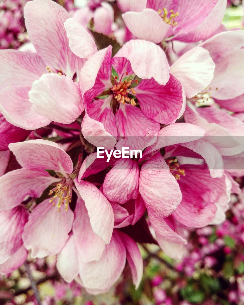 CLOSE-UP OF PINK FLOWERS BLOOMING IN PARK