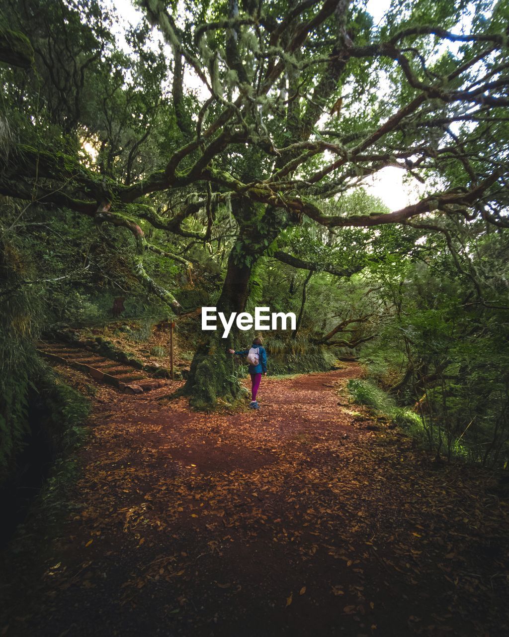 Rear view of woman walking in forest