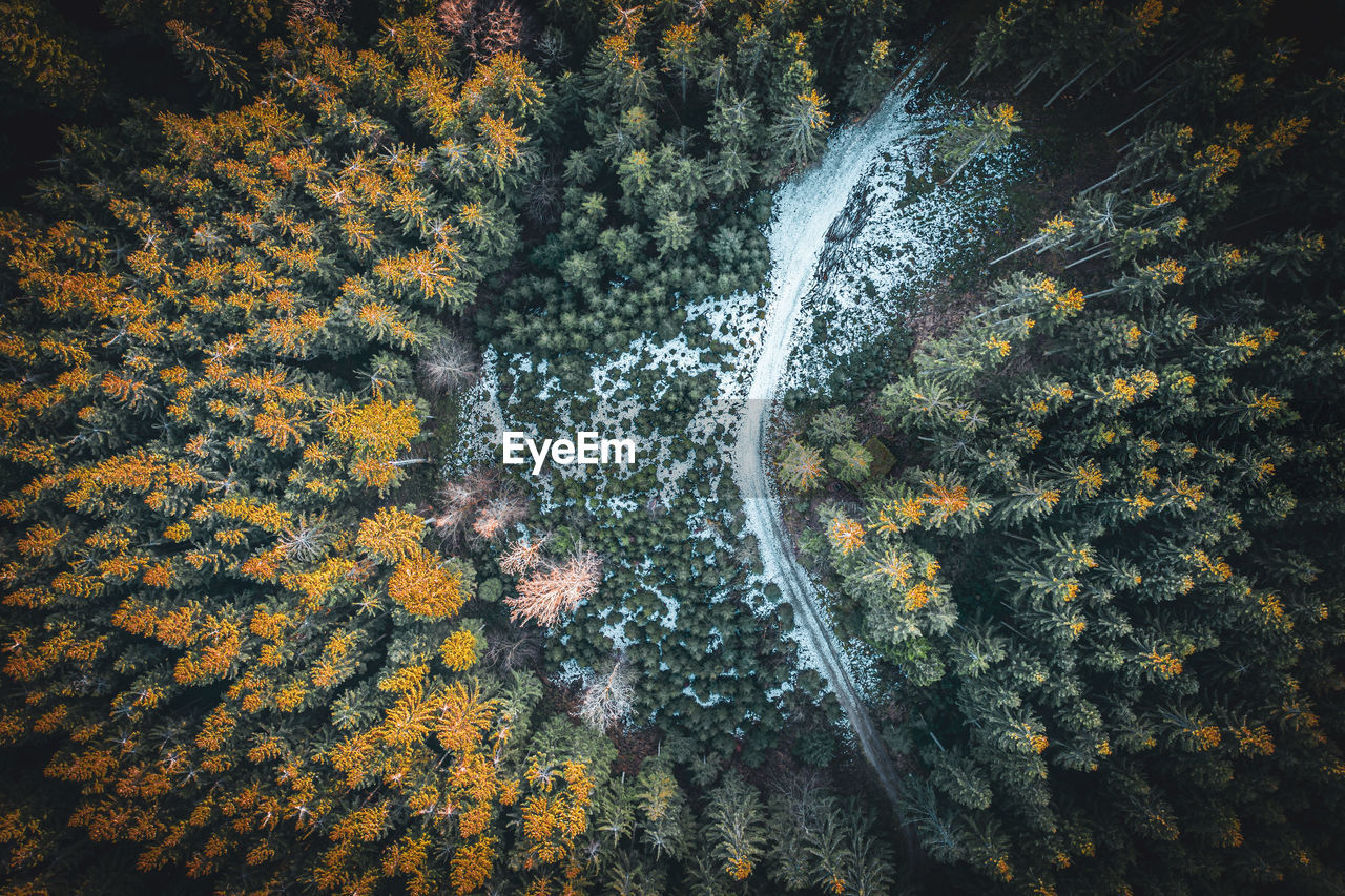 HIGH ANGLE VIEW OF PLANTS GROWING IN FOREST
