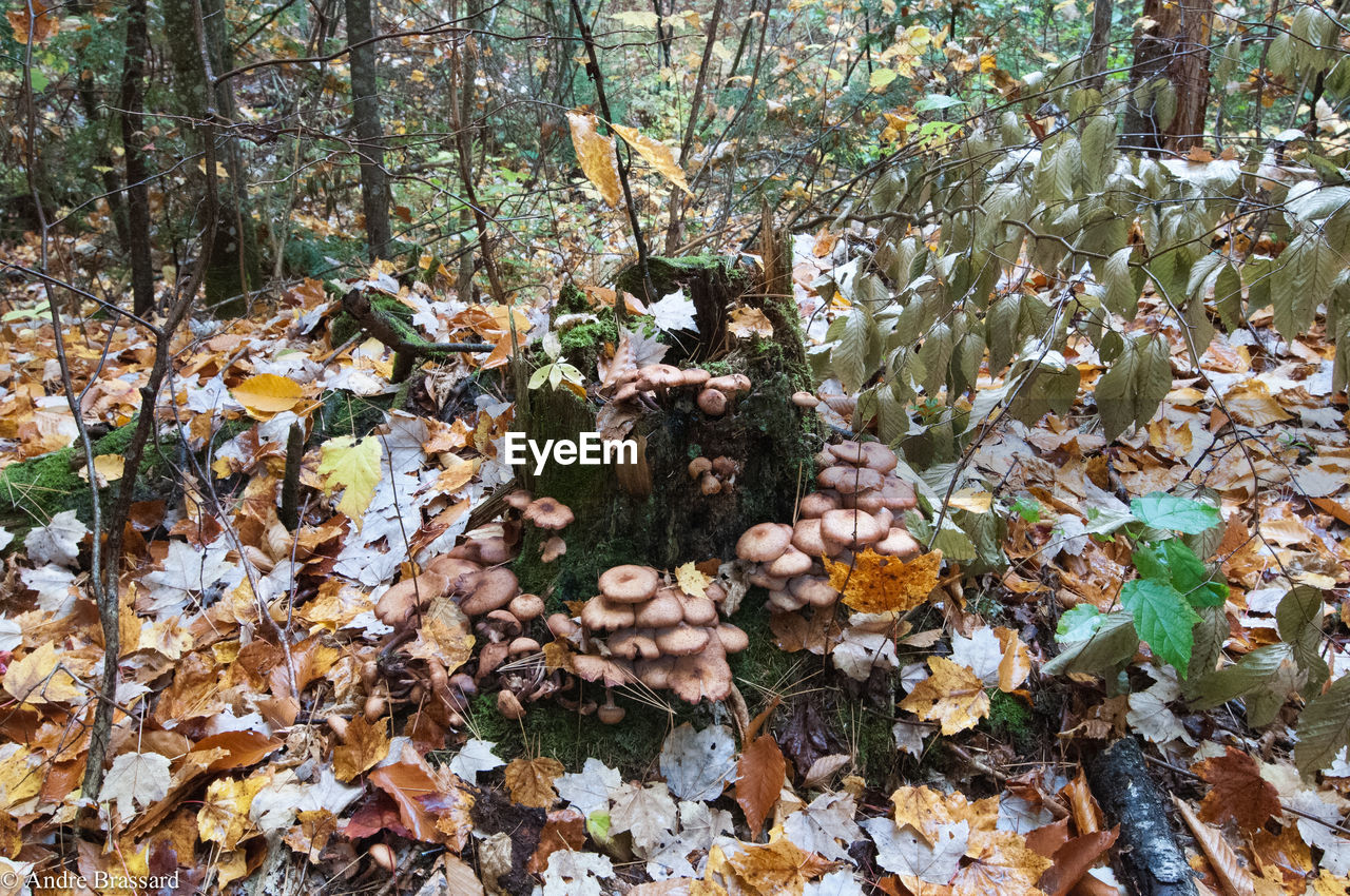 MAN IN AUTUMN TREE