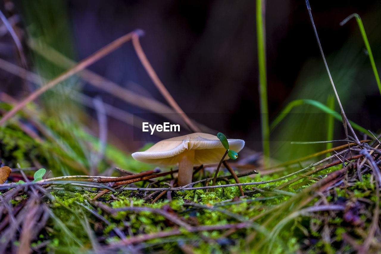 Close-up of mushroom amidst sticks