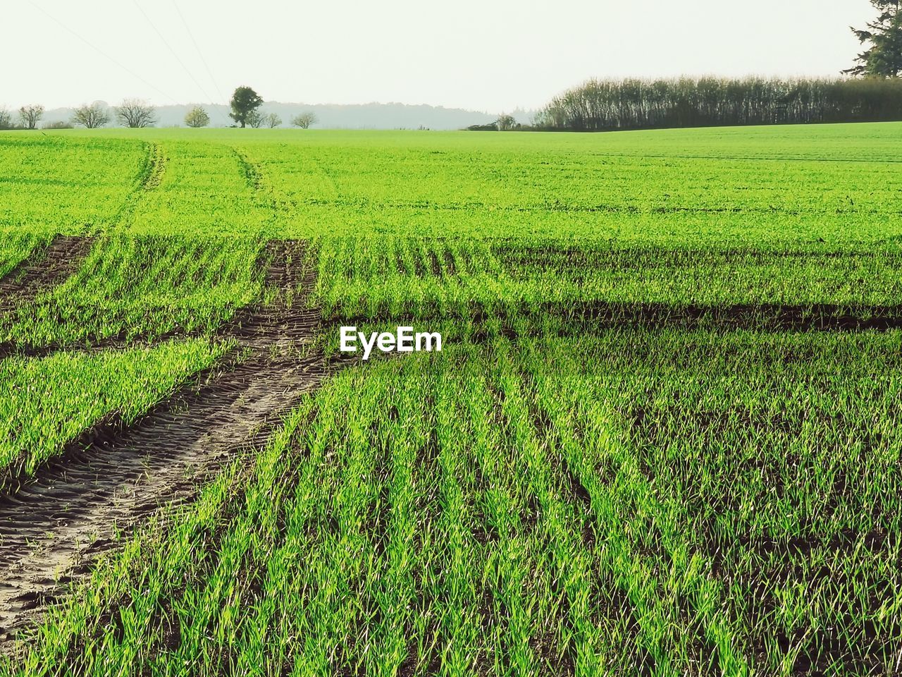 Scenic view of agricultural field against sky