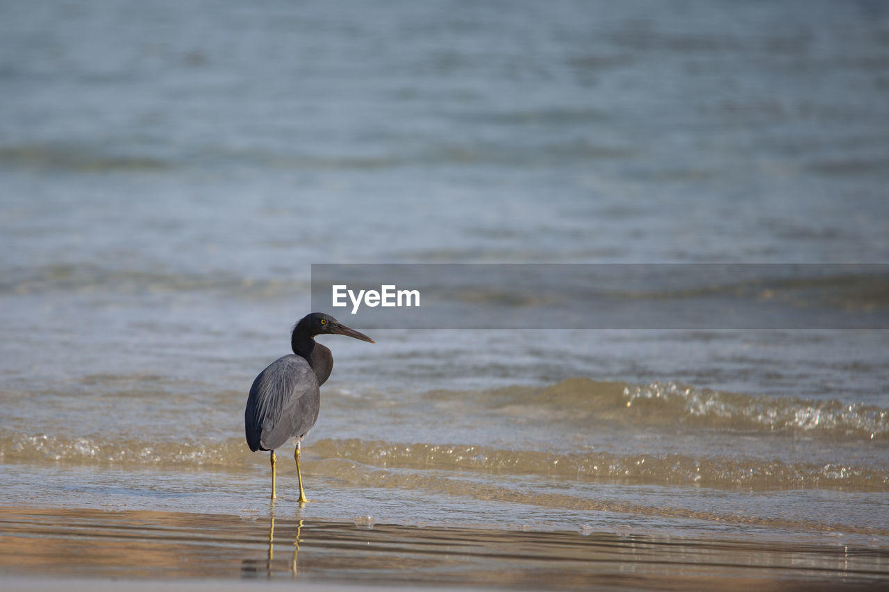 animal themes, animal, animal wildlife, bird, water, wildlife, one animal, sea, beach, shore, land, nature, no people, wave, beauty in nature, sand, coast, day, motion, outdoors, focus on foreground, water bird, ocean, heron, selective focus, reflection