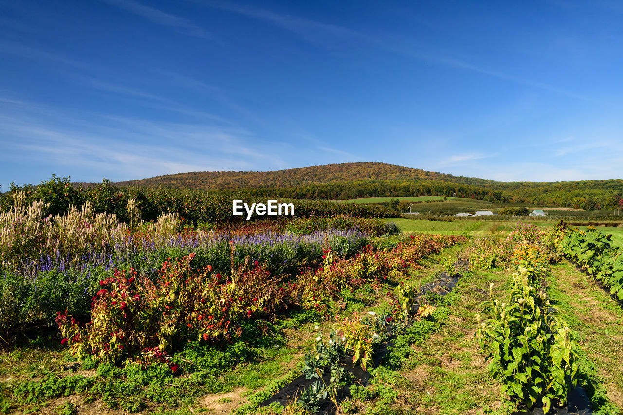 Scenic view of field against blue sky