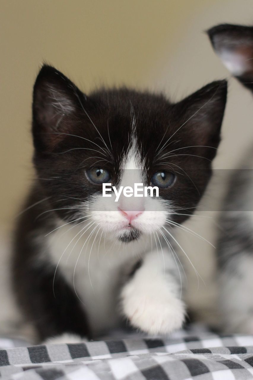 Close-up portrait of cat at home