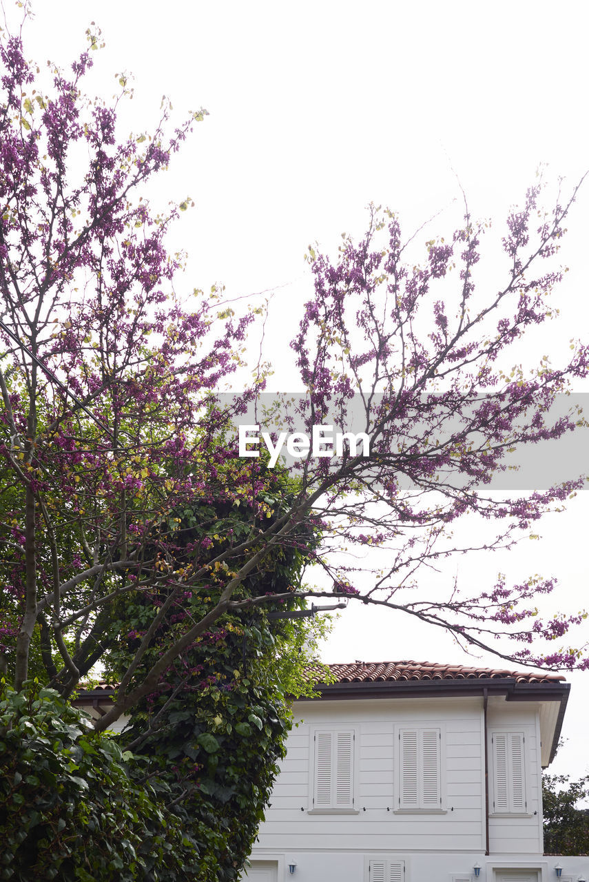 CHERRY BLOSSOM TREE AGAINST BUILDING