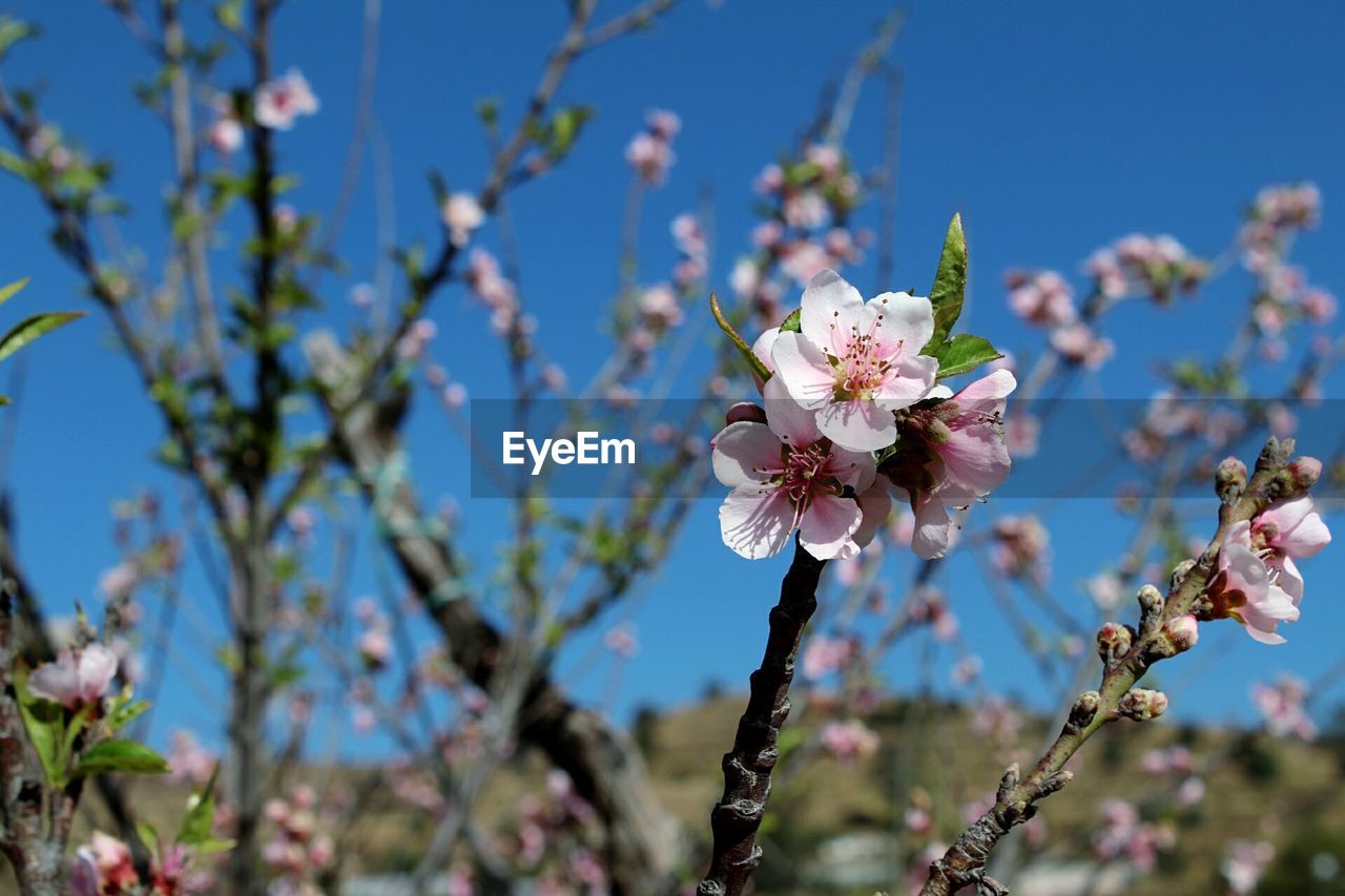 Low angle view of flowers blooming on tree