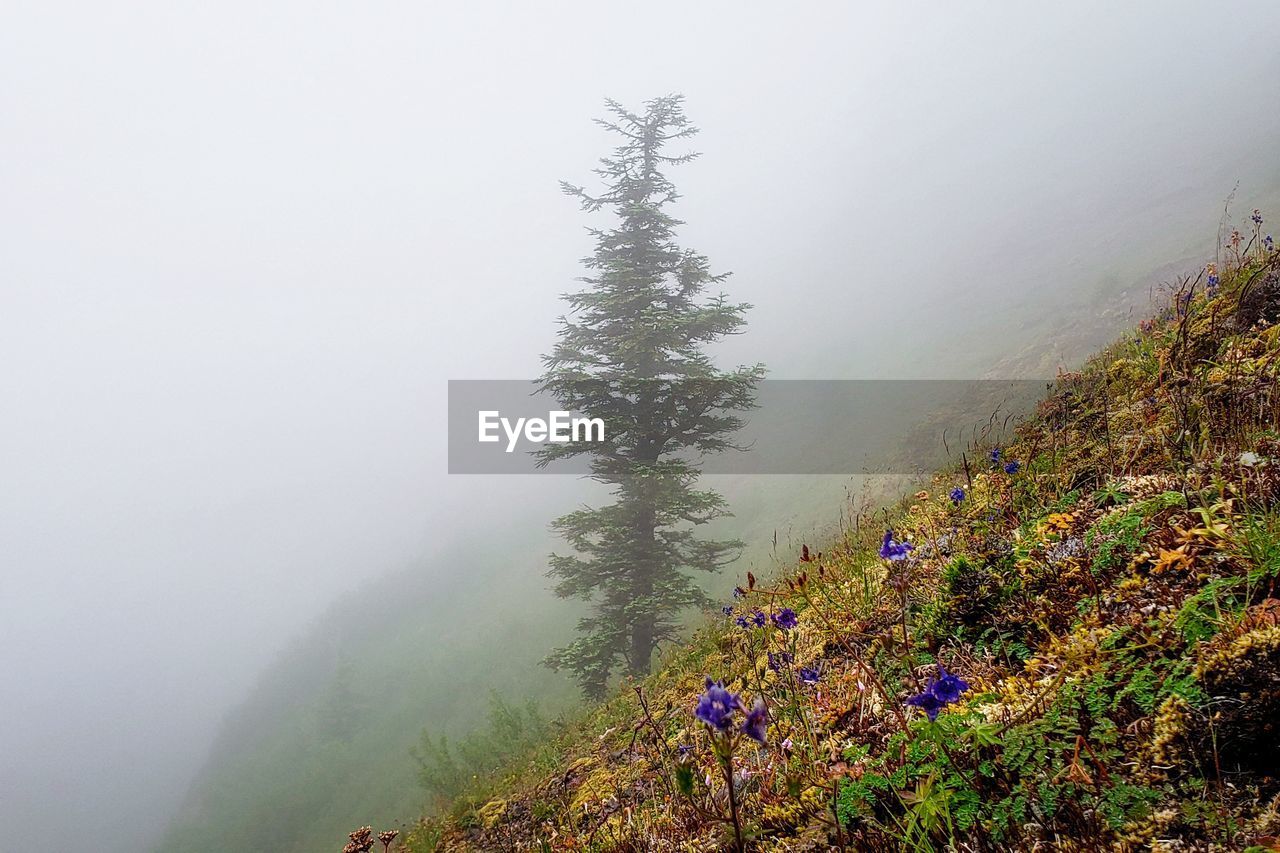 SCENIC VIEW OF SILHOUETTE TREES AND PLANTS DURING FOGGY WEATHER