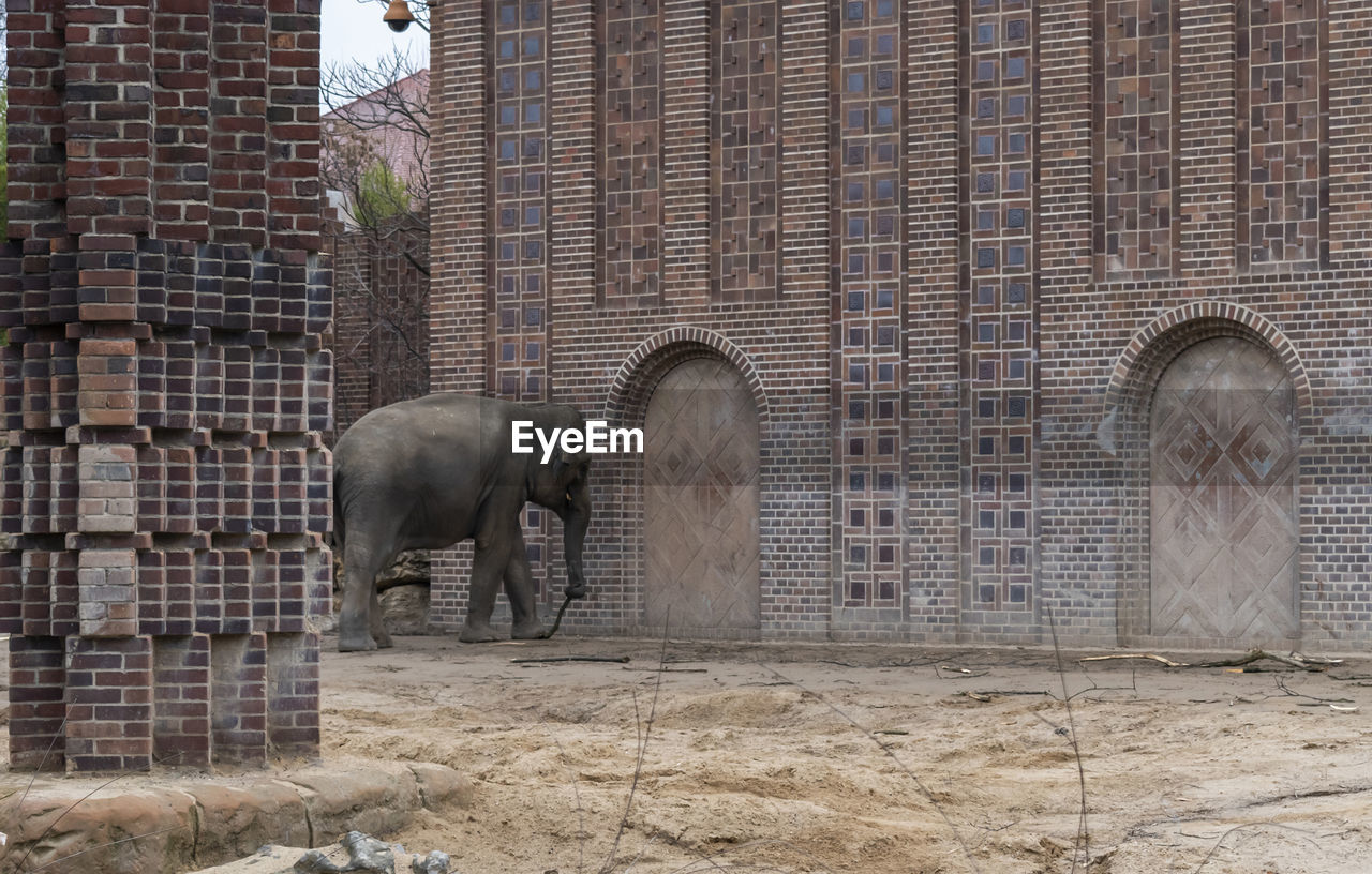 ELEPHANT STANDING IN FRONT OF A ZOO