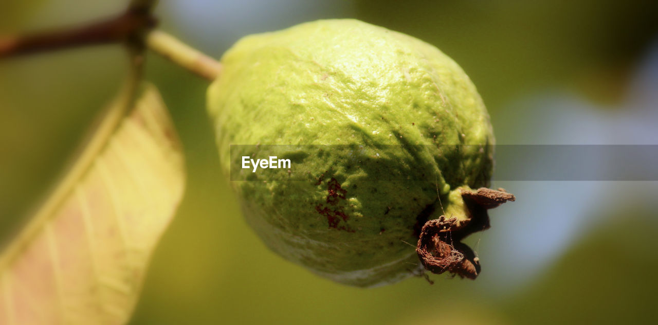 Close-up of fruit