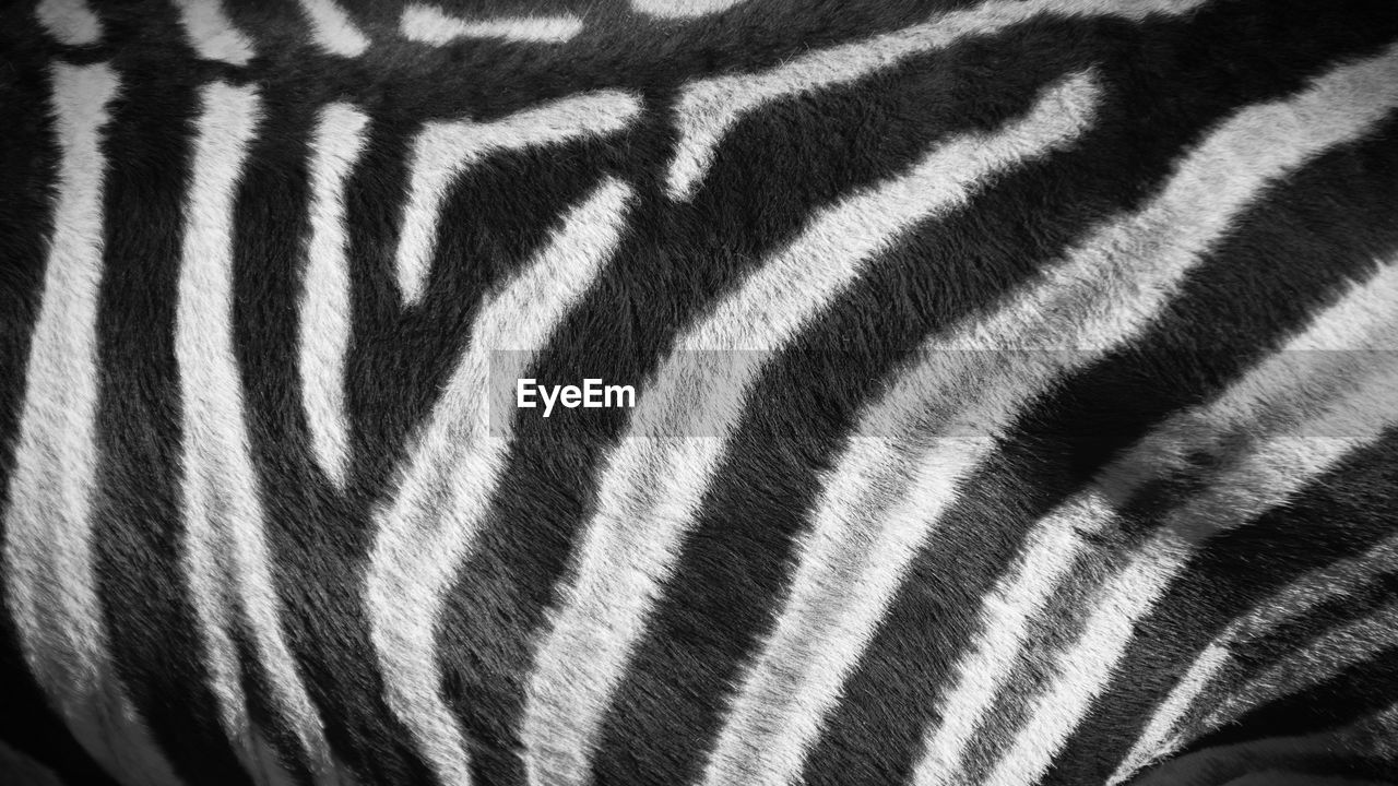 Close-up of zebra