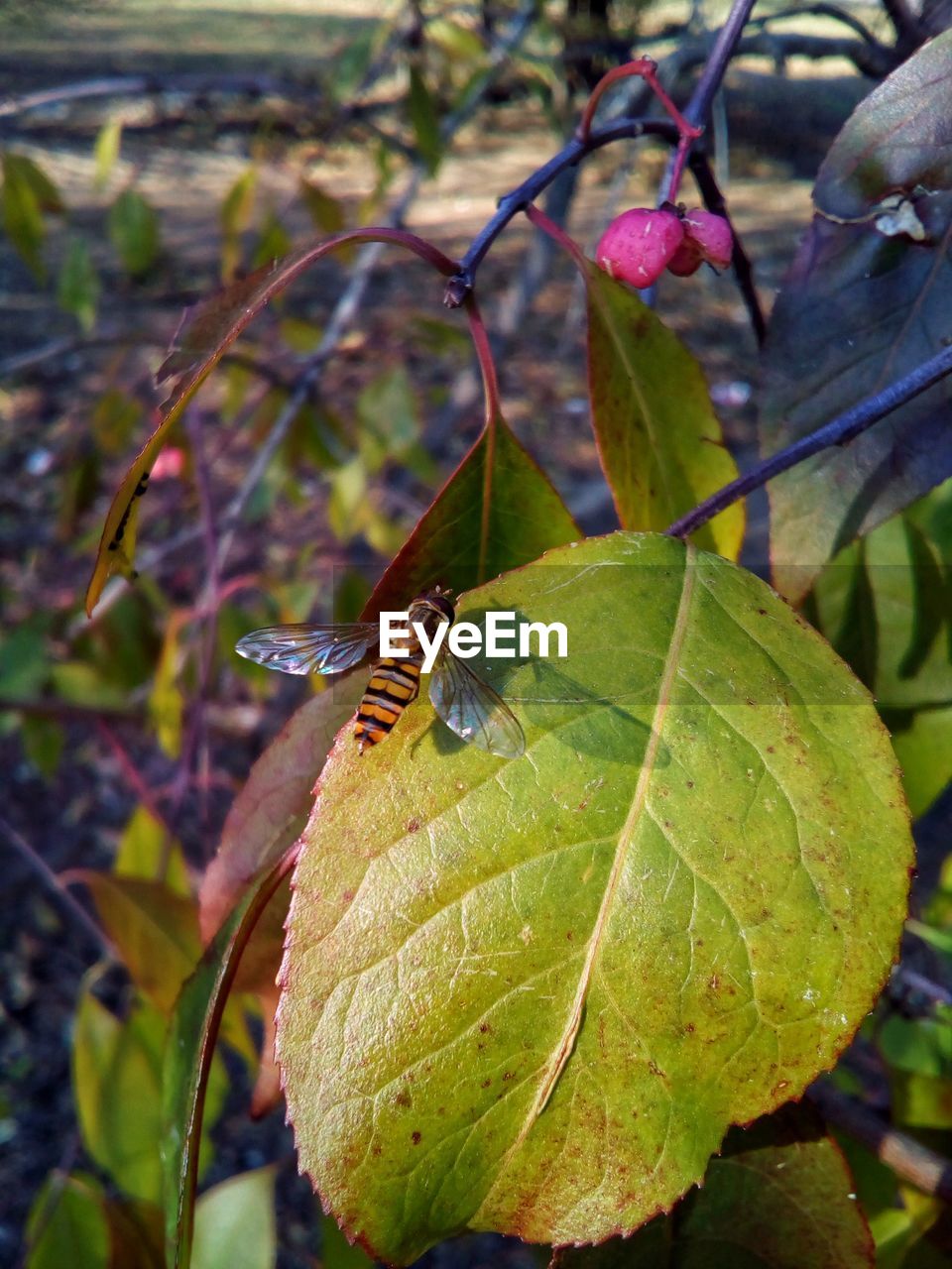 CLOSE-UP OF GRASSHOPPER ON LEAF