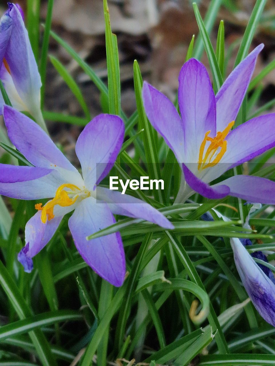 flower, flowering plant, plant, beauty in nature, freshness, purple, growth, fragility, petal, close-up, flower head, inflorescence, nature, no people, iris, springtime, botany, day, focus on foreground, blossom, outdoors, plant part, leaf, crocus, green, pollen