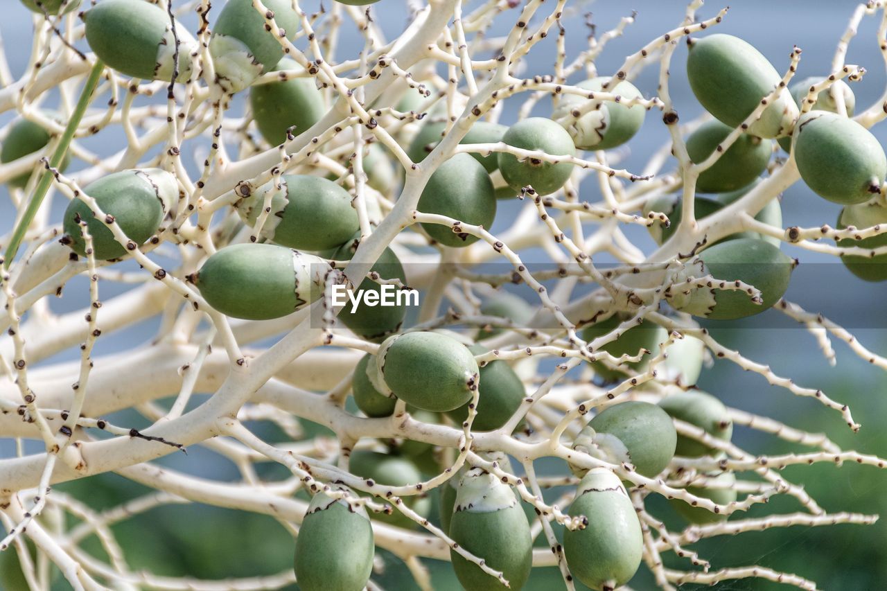 Low angle view of fruit growing on tree