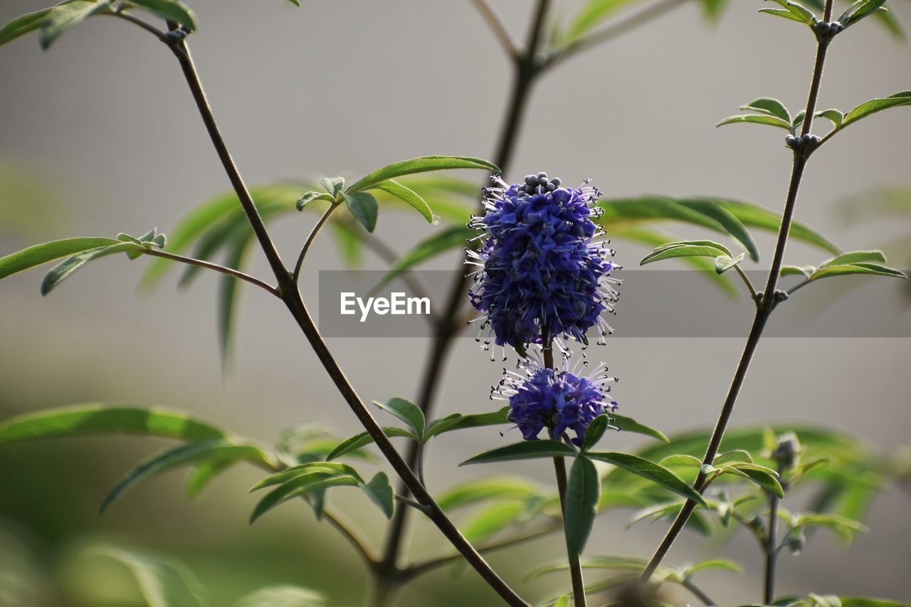 Close-up of purple flowering plant