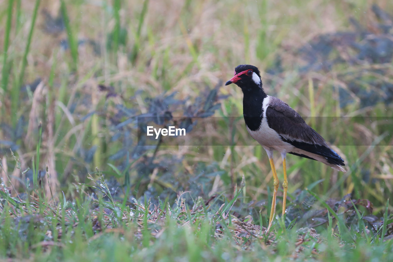 CLOSE-UP OF BIRD PERCHING ON A FIELD