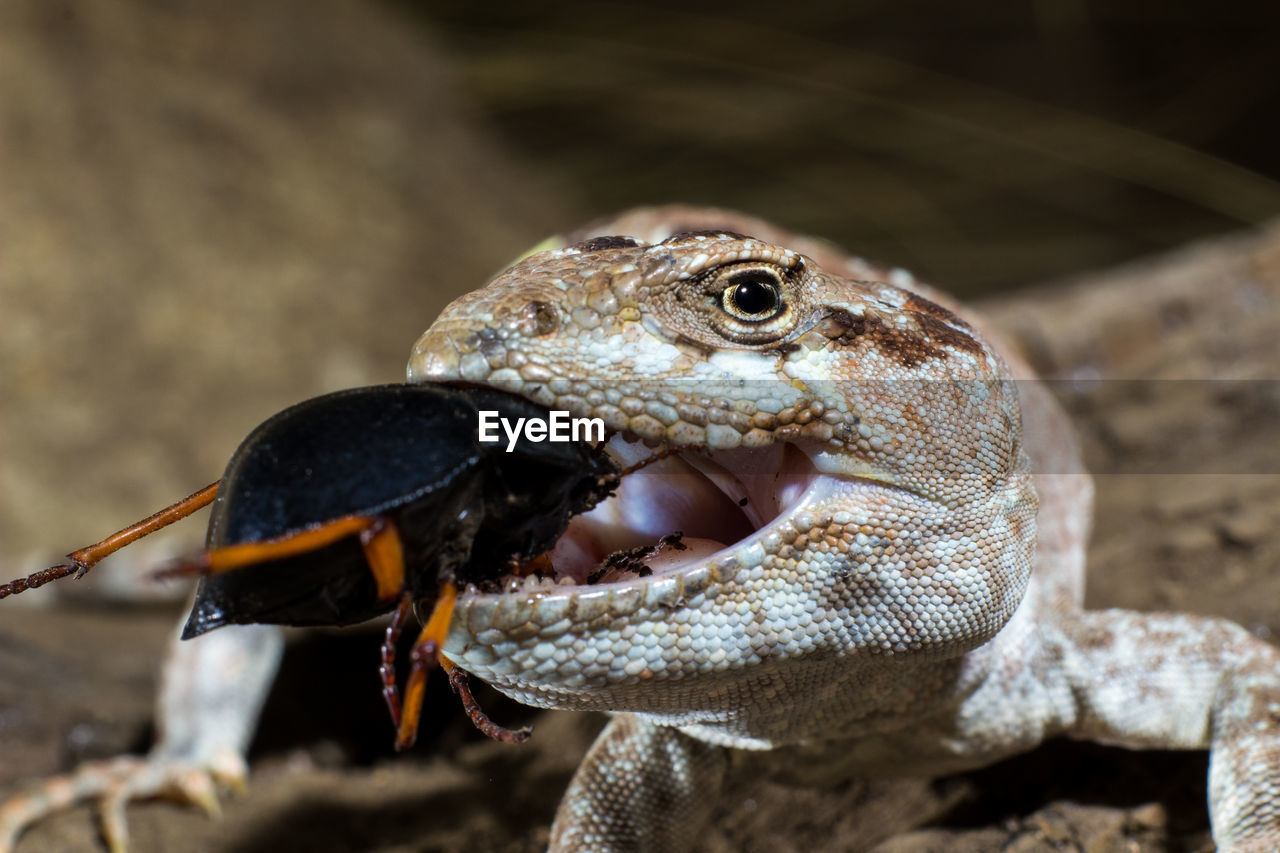 Close-up of lizard eating