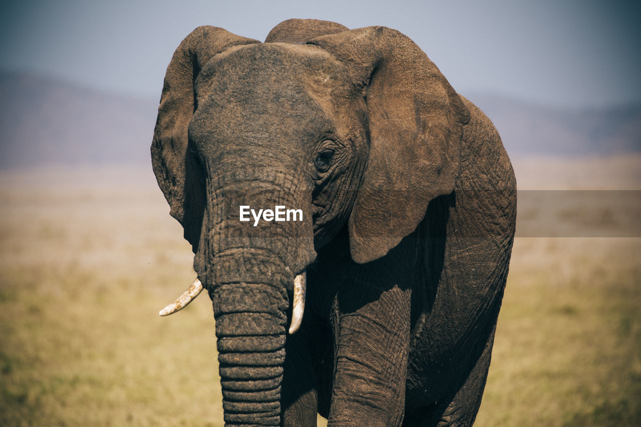 Portrait of elephant standing on field against sky