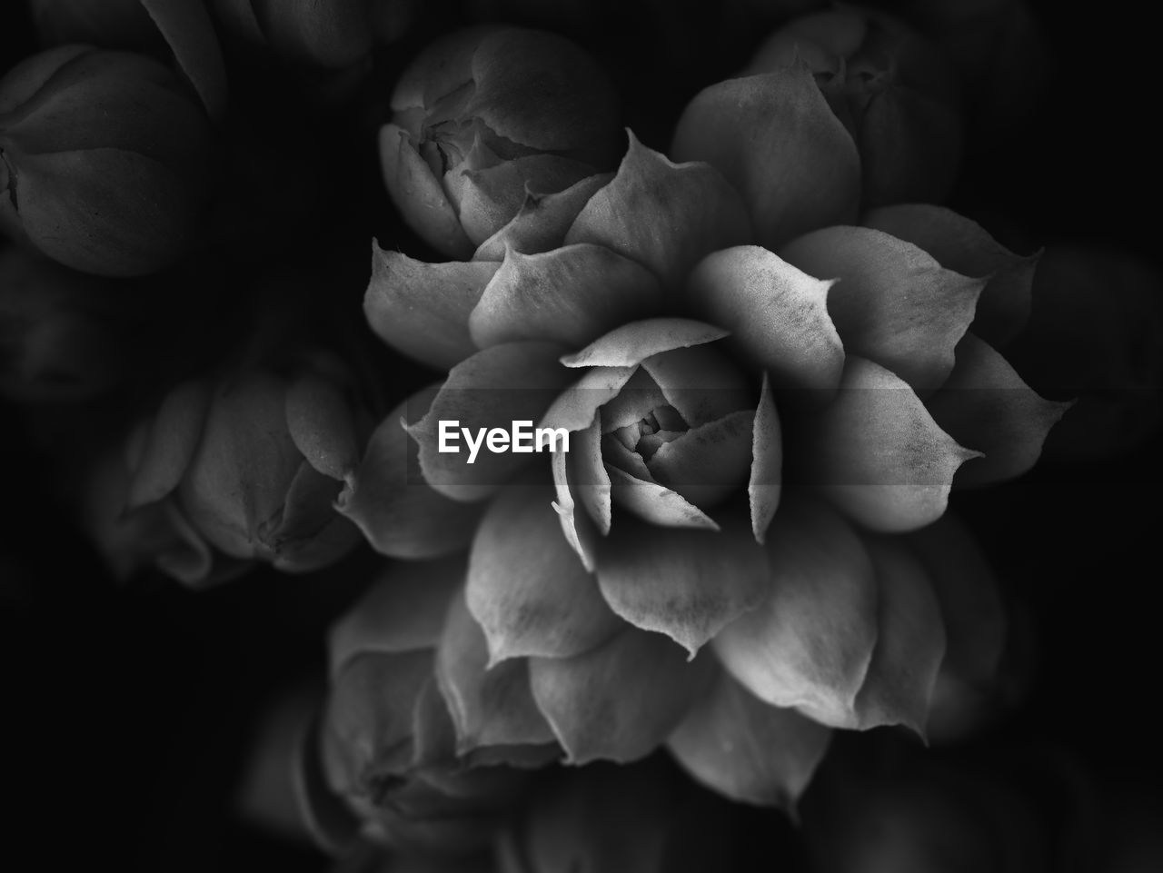 Close-up of roses blooming outdoors