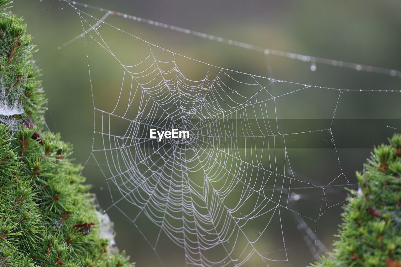 spider web, fragility, close-up, nature, spider, focus on foreground, wet, beauty in nature, animal themes, animal, no people, plant, drop, water, pattern, outdoors, day, dew, intricacy, complexity, environment, trapped, selective focus, tranquility, rain, arachnid, animal wildlife, green, macro, morning, macro photography