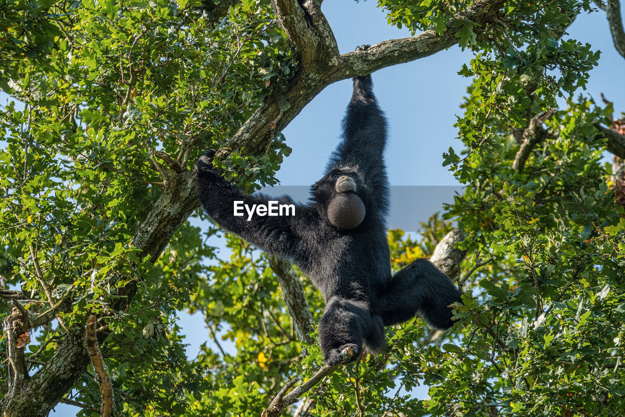 Low angle view of monkey on tree