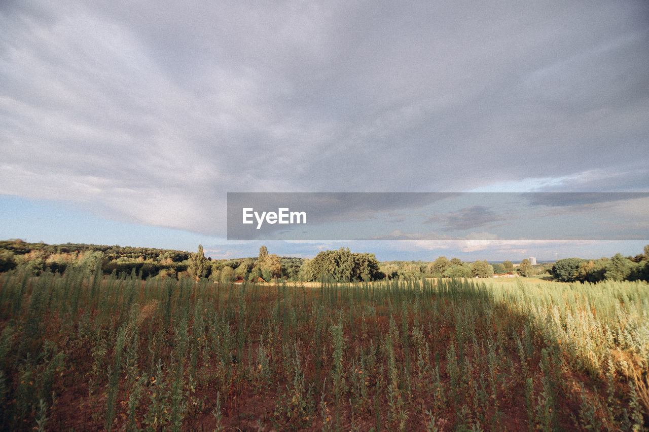 FIELD AGAINST SKY