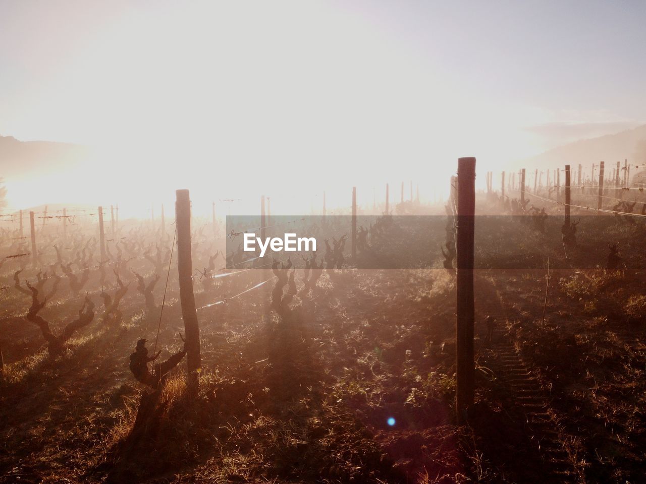 WOODEN POSTS ON FIELD DURING WINTER