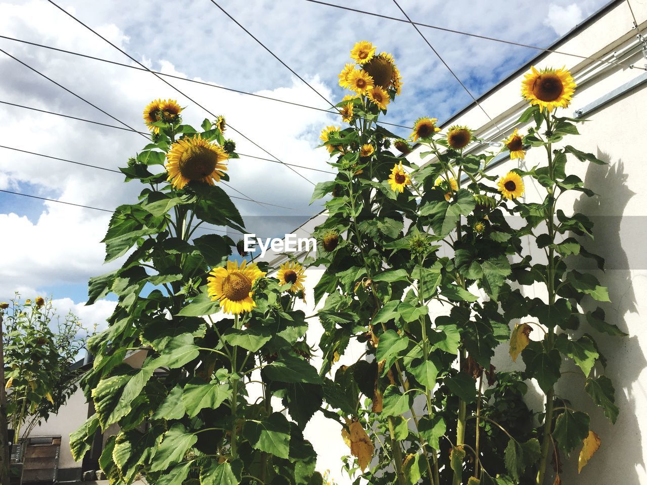 Low angle view of sunflower