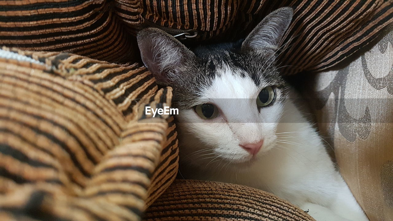 CLOSE-UP PORTRAIT OF A CAT