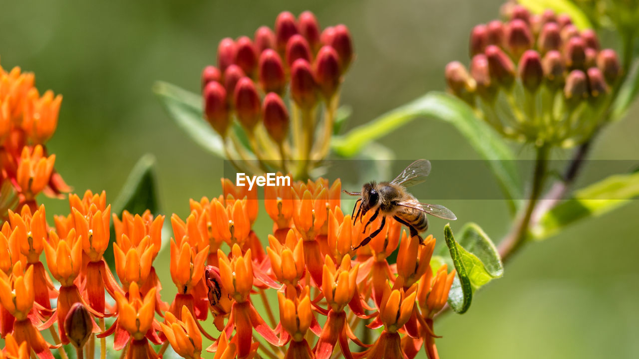 Close-up of busy bee on orange colored flower
