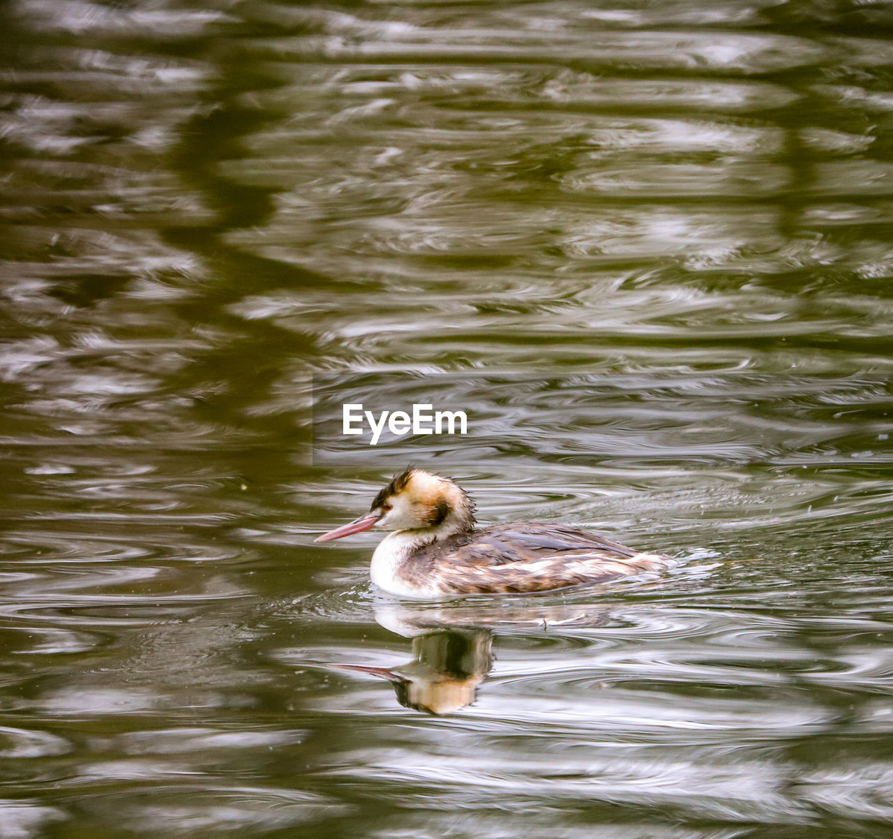 BIRD SWIMMING IN LAKE