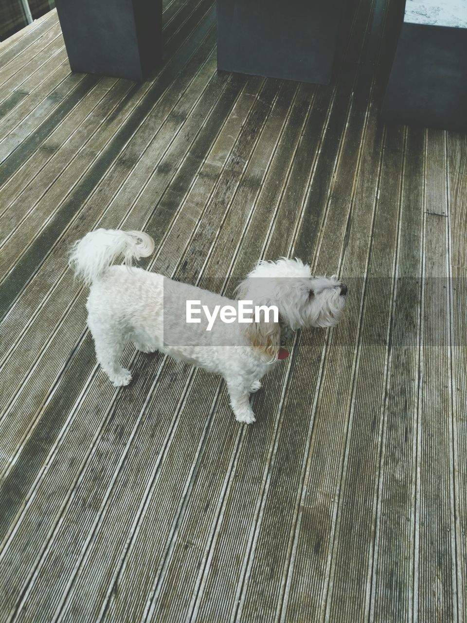 DOG IN A HARDWOOD FLOOR