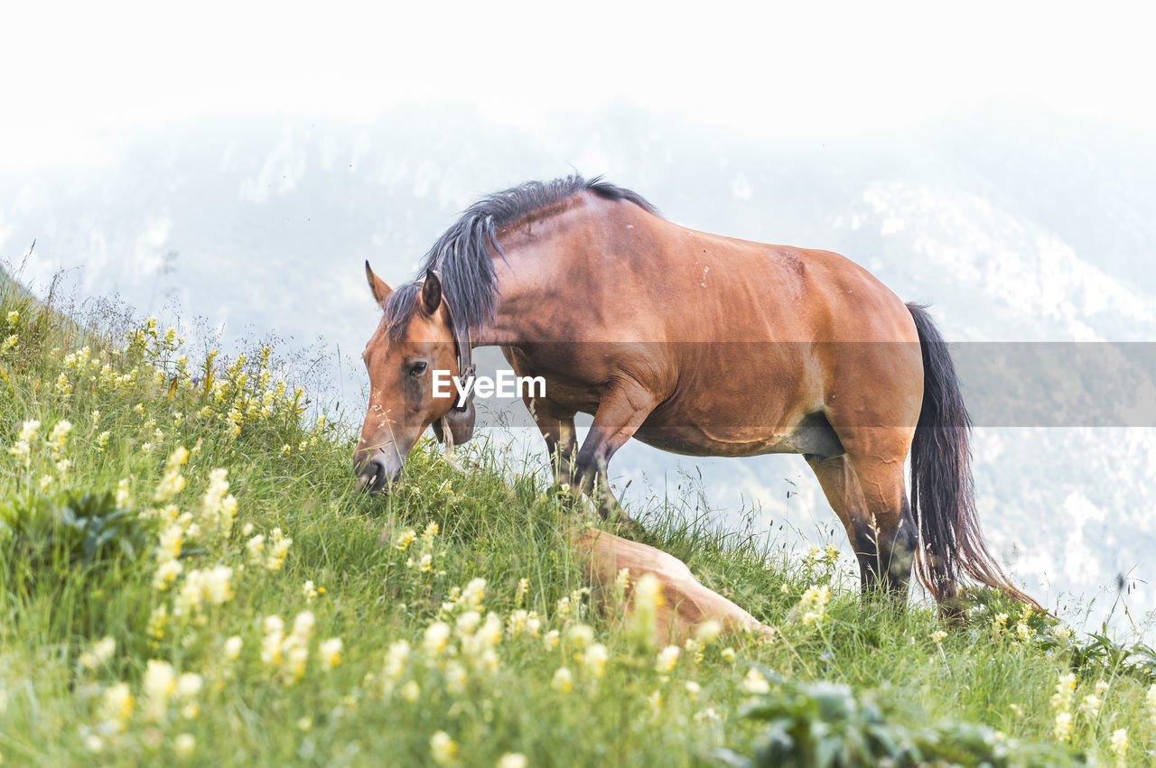 horse on field