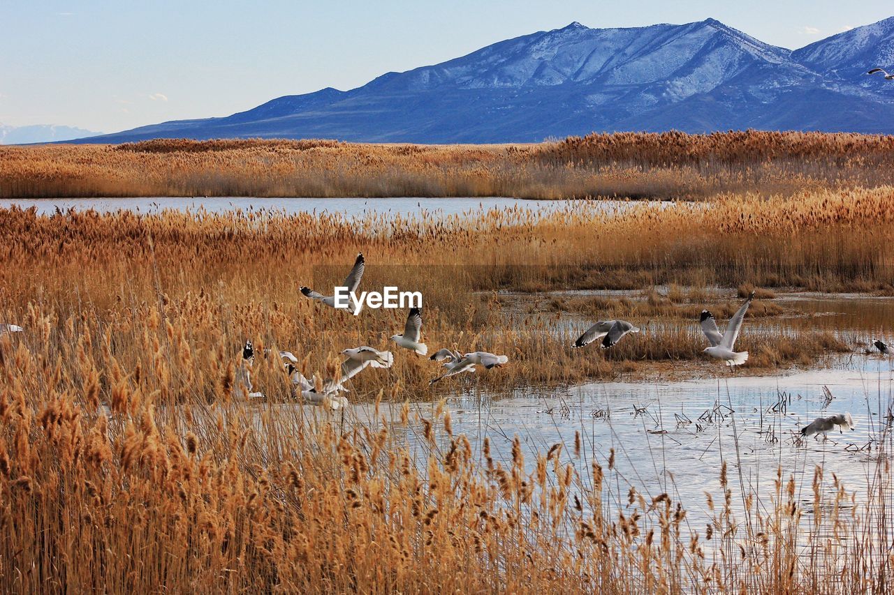 Scenic view of lake against blue sky