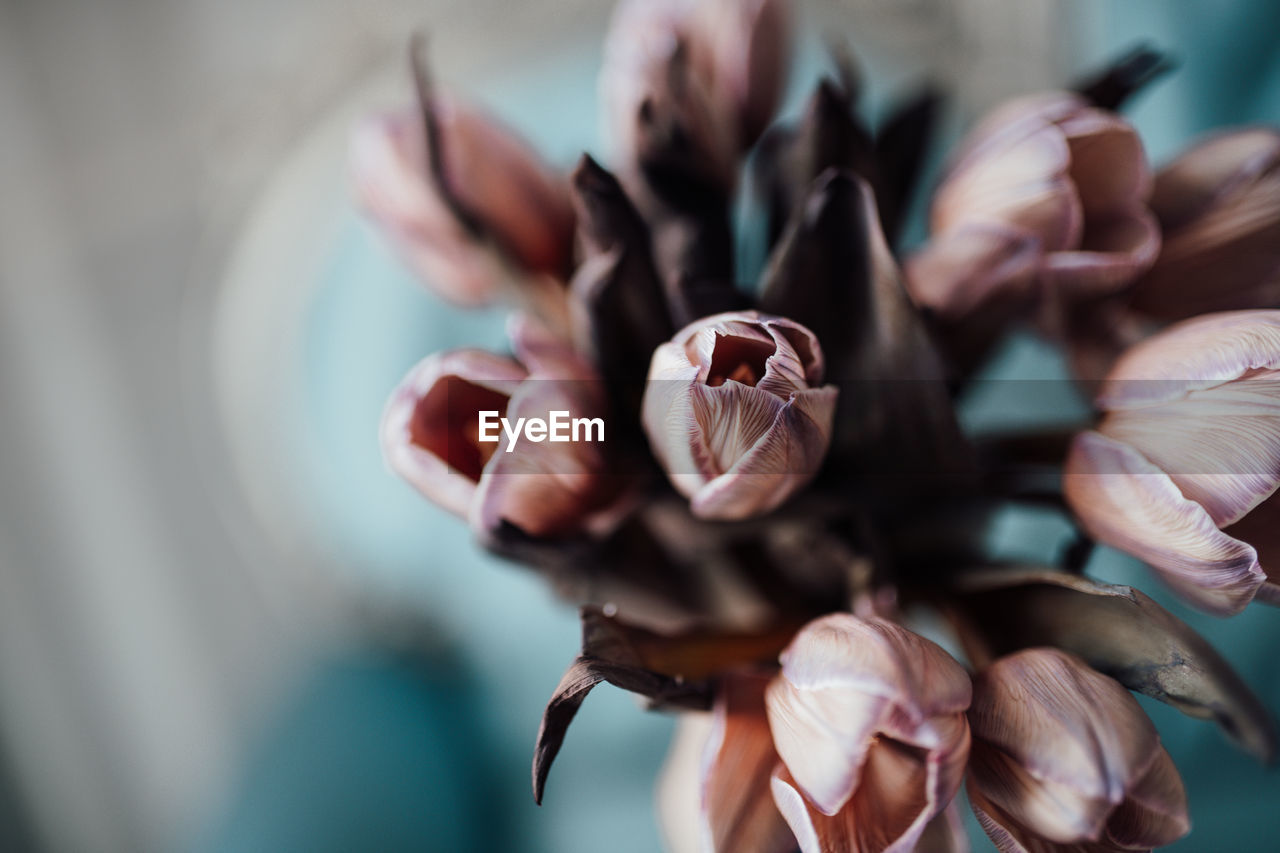 Close-up of hand holding flowering plant