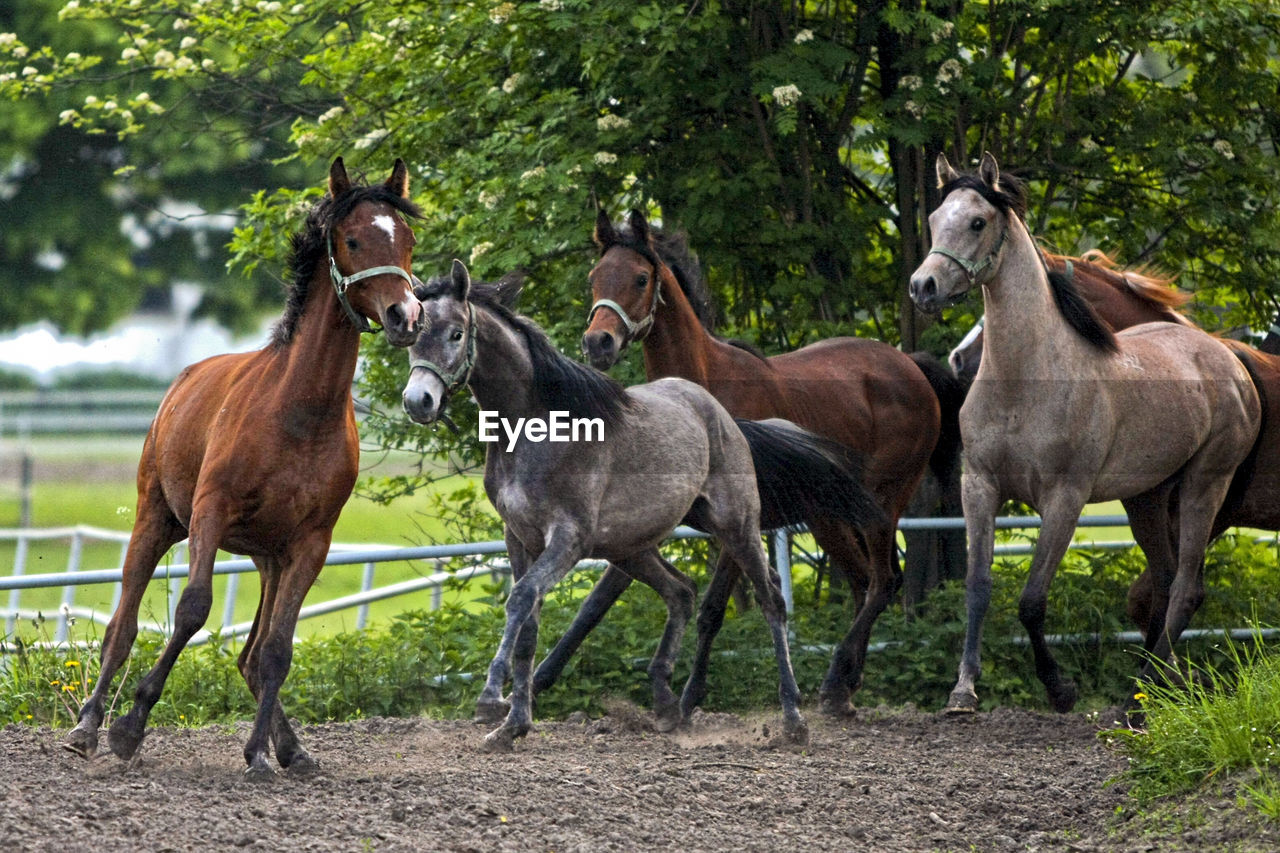 HORSES STANDING ON TREE