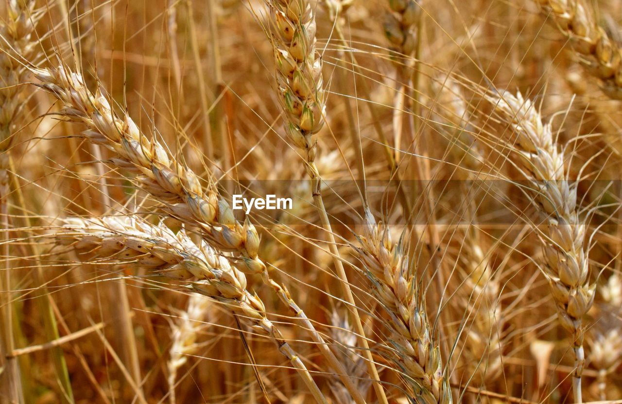 CLOSE-UP OF WHEAT CROP