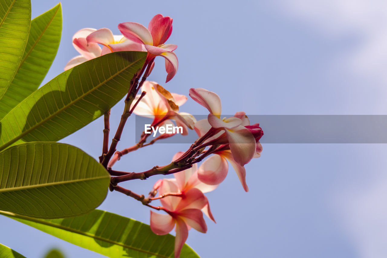 Low angle view of pink flowering plant against sky