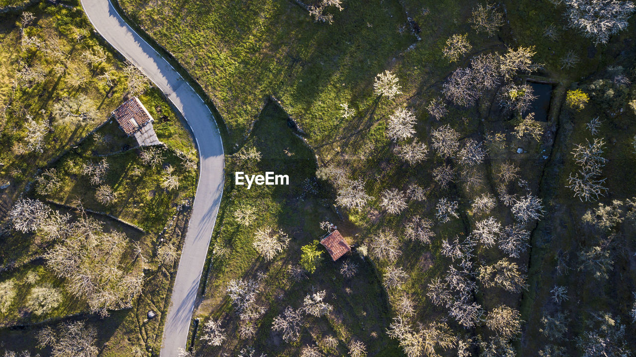 High angle view of trees in forest