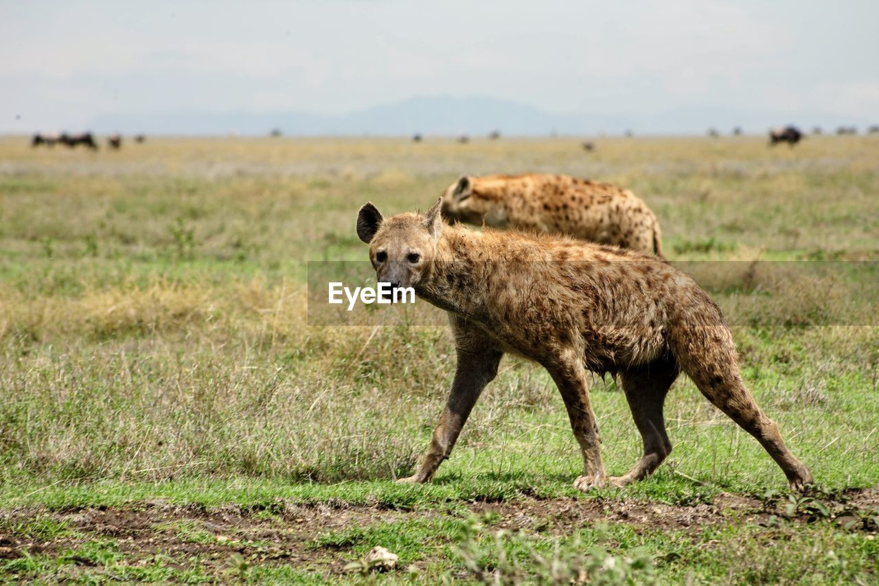 Side view of hyena walking on landscape