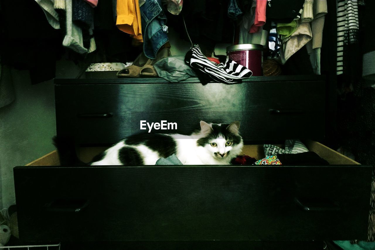 Cat in drawer at home