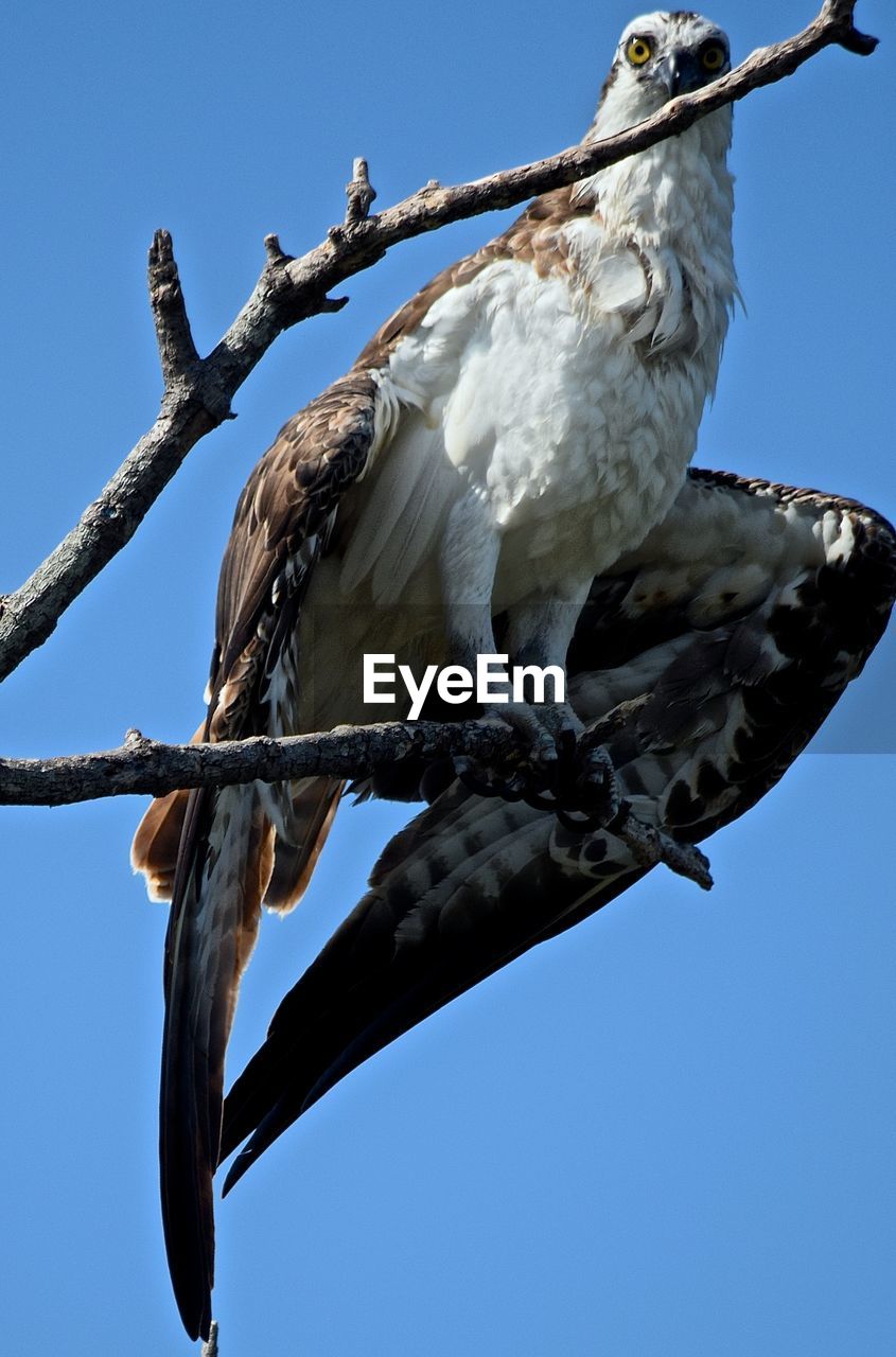 Low angle view of osprey perching on branch against clear sky