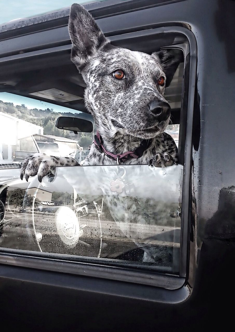 Close-up of dog looking through car window