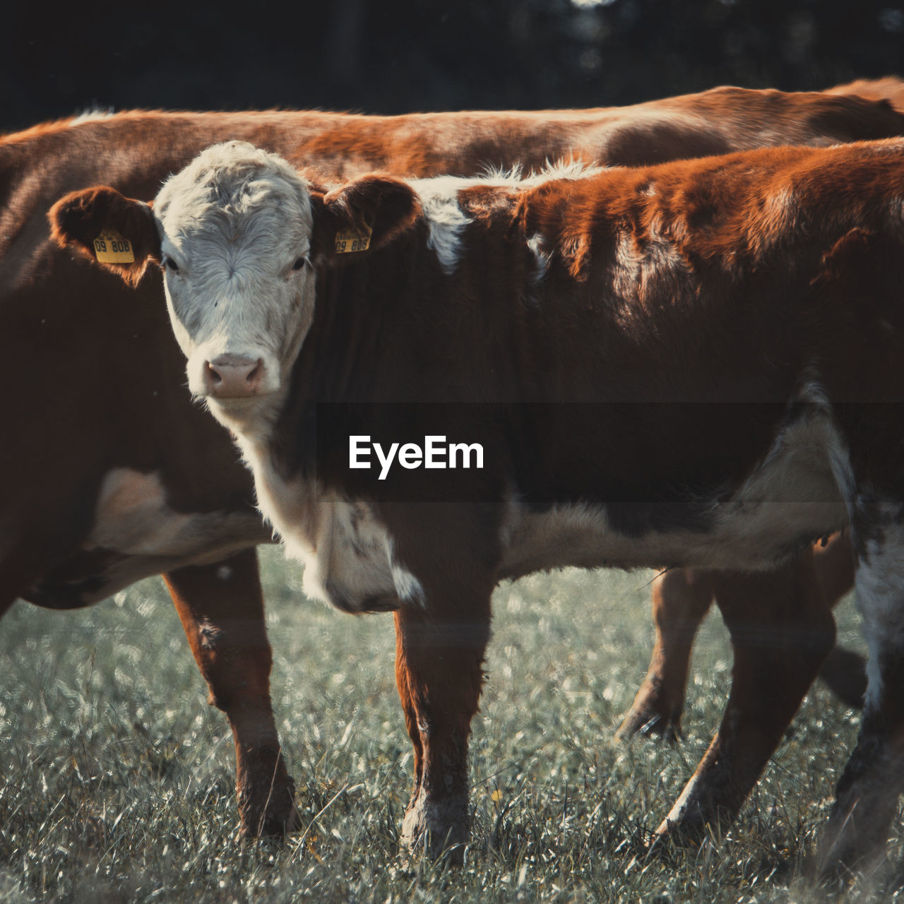 COW STANDING IN THE FIELD