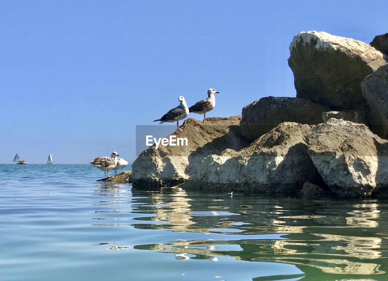 SEAGULLS ON ROCK