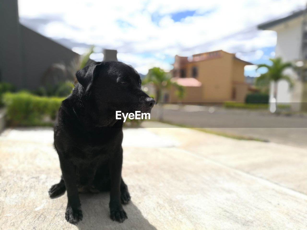 CLOSE-UP OF DOG AGAINST SKY ON SUNNY DAY