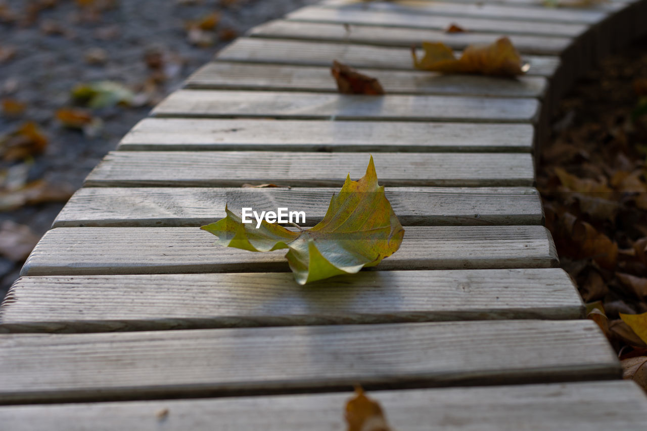 HIGH ANGLE VIEW OF MAPLE LEAVES ON BOARDWALK